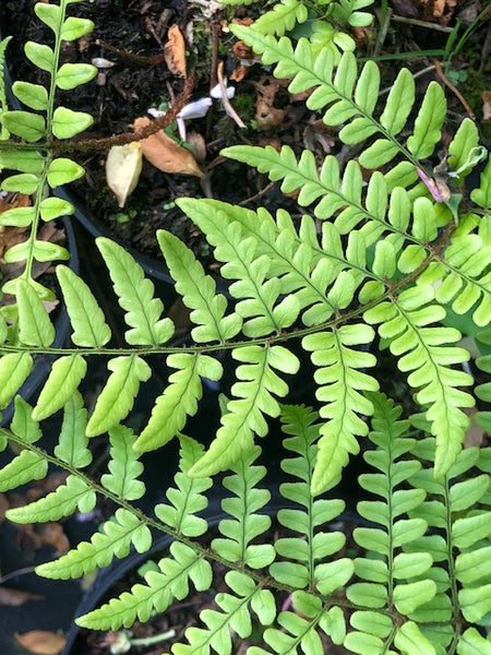 Dryopteris championii