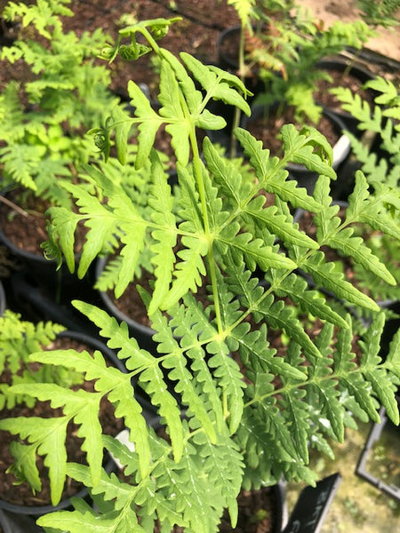 Histiopteris incisa