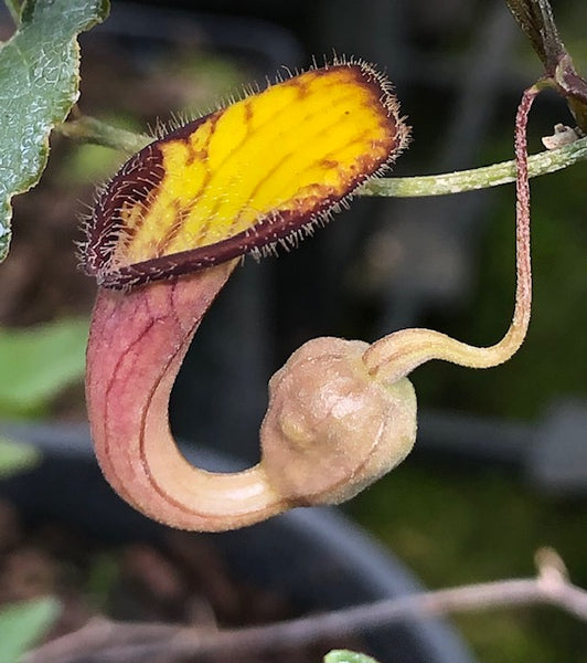 Aristolochia sempervirens