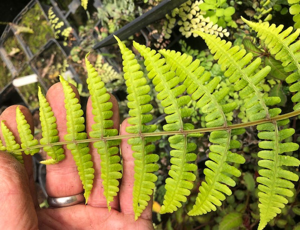 Diplazium hachijoense