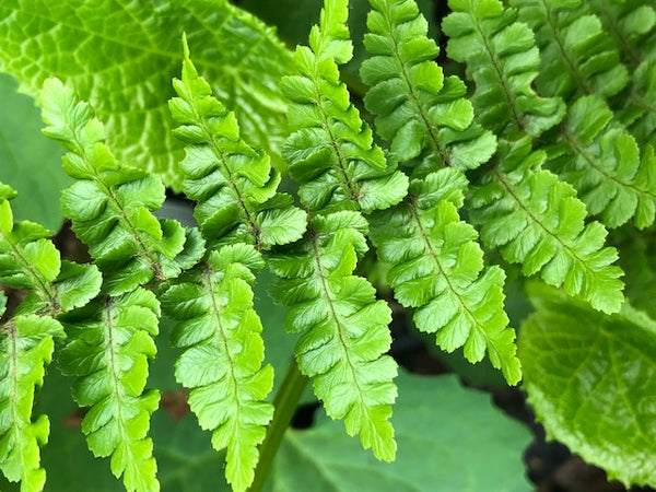 Dryopteris affinis 'Pinderi'