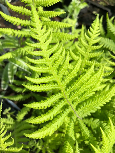 Phegopteris connectilis