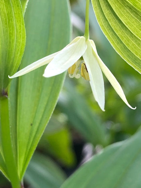 Disporum viridescens