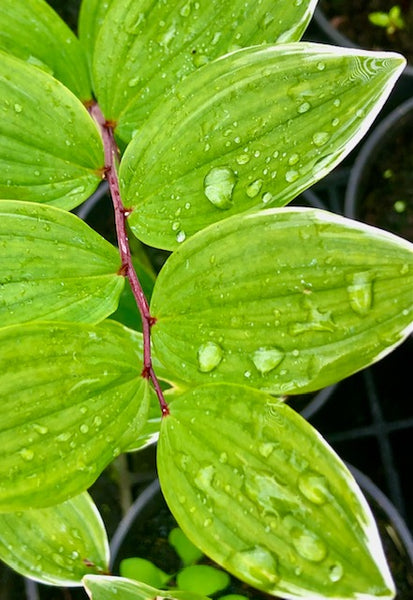 Polygonatum odoratum var. pluriflorum ‘Variegatum’ AGM