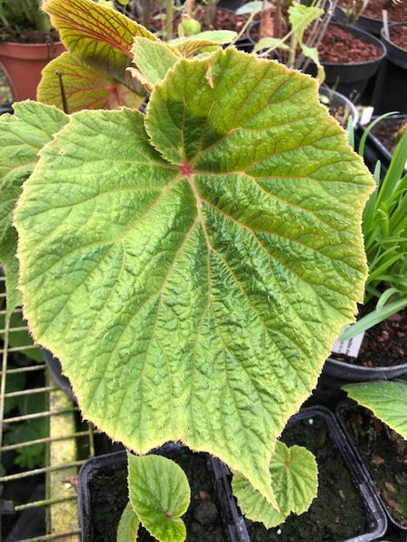 Begonia x 'Torsa'