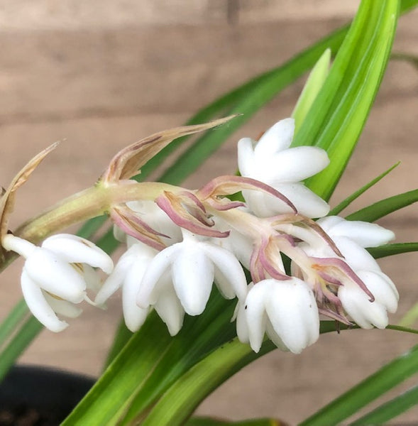 Ophiopogon 'Phongun Giant'