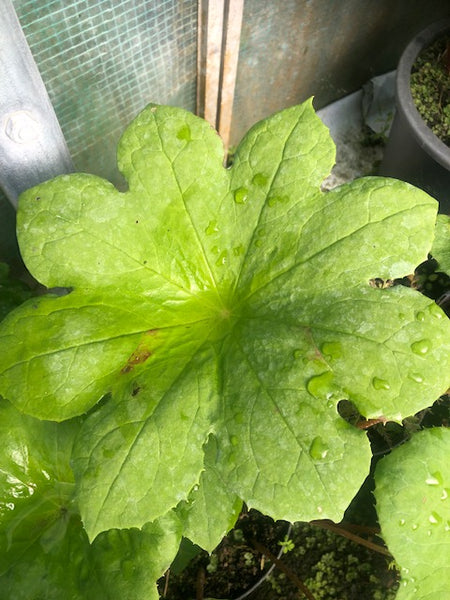Podophyllum aurantiocaule ssp. aurantiocaule