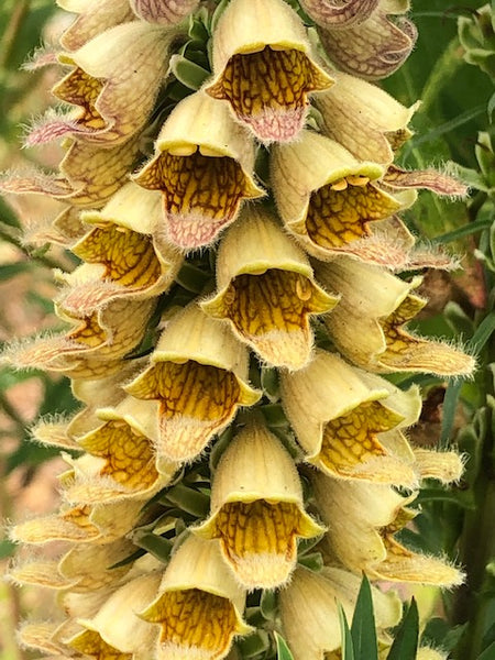 Digitalis ferruginea ‘Gigantea’ AGM