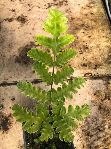 Tectaria coadunata
