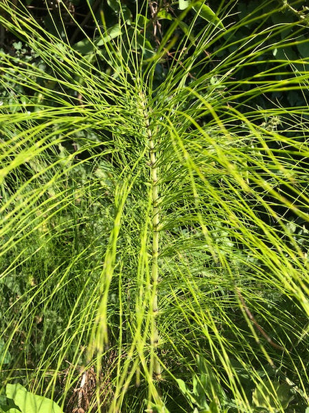 Equisetum telmateia