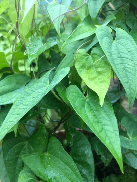 Dioscorea japonica