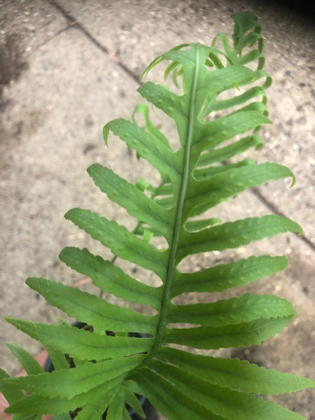 Polypodium macronesicum