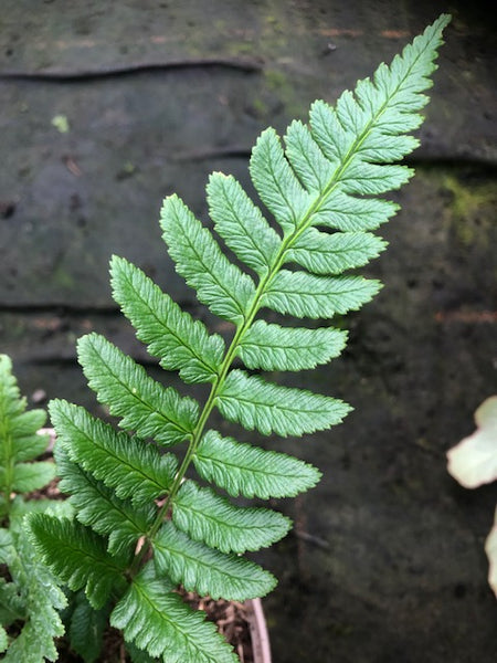 Dryopteris panda