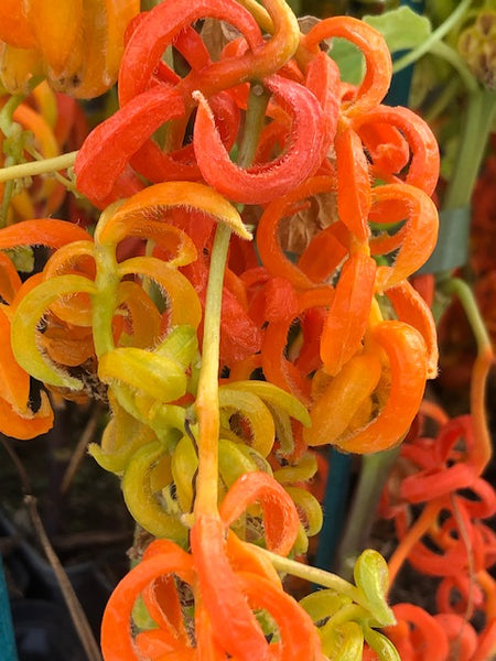 Physalis alkekengi var. franchetii ‘Monstrosum'