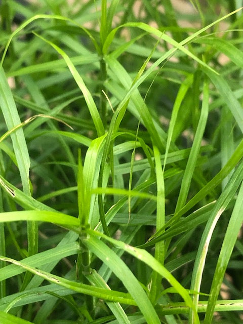 Carex muskingumensis ‘Little Midge’