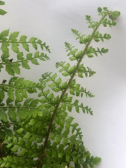 Polystichum setiferum (Divisilobum Group) ‘Herrenhausen’