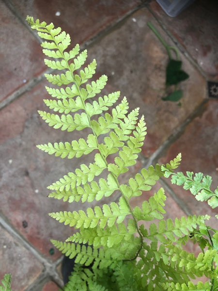 Microlepia strigosa