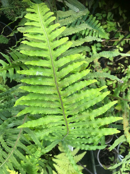 Polypodoides amoeana var. amoeana