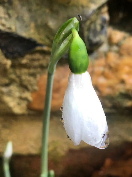 Galanthus ‘Barnes’