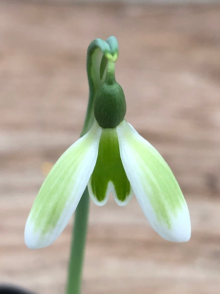 Galanthus reginae-olgae 'Fotini'