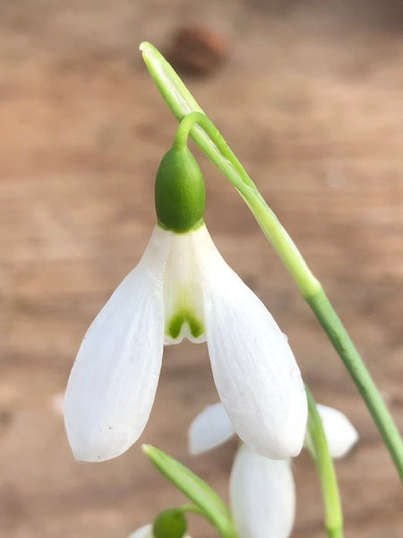 Galanthus ‘Peter Gatehouse’