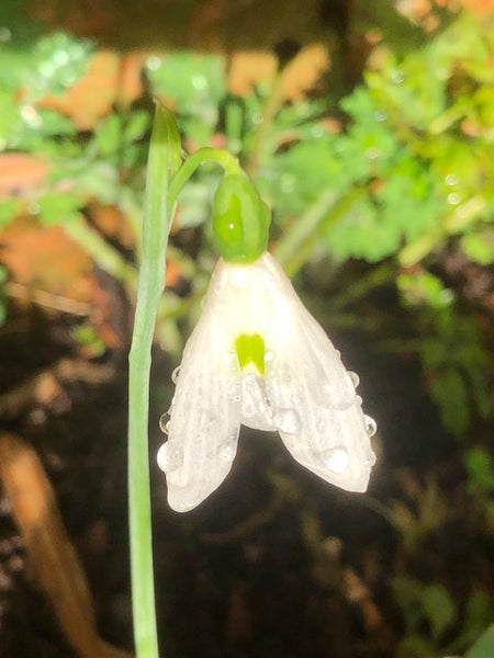 Galanthus ‘Mary Biddulph’