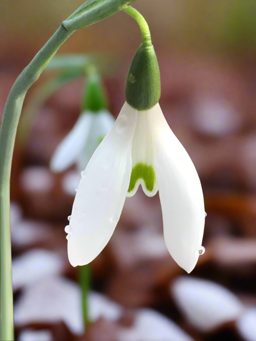 Galanthus reginae-olgae subsp. vernalis ‘Alex Duguid’