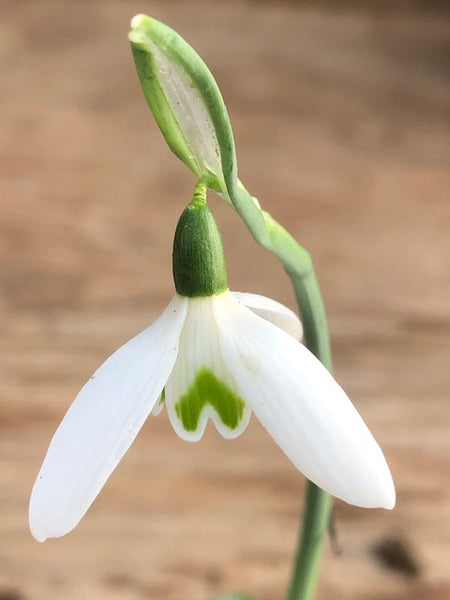 Galanthus reginae-olgae ‘Mulberry’