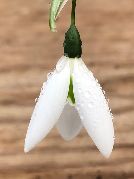 Galanthus elwesii  ‘Santa Claus’
