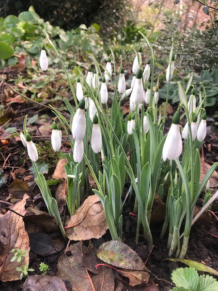Galanthus ‘Donald Sim’s Early’