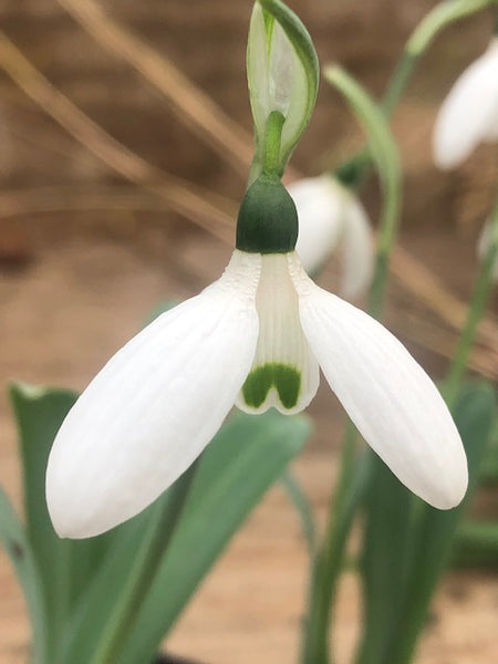 Galanthus elwesii ‘Happy New Year'