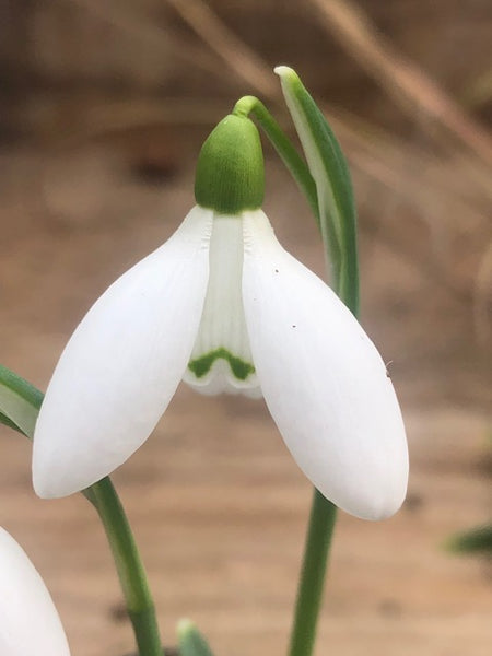 Galanthus ‘Castlegar’