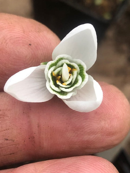Galanthus ‘Faringdon Double’