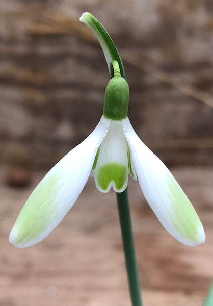 Galanthus ‘Timberwolf’
