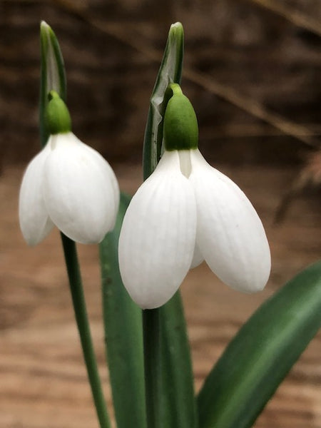 Galanthus ‘Castle Little Star’