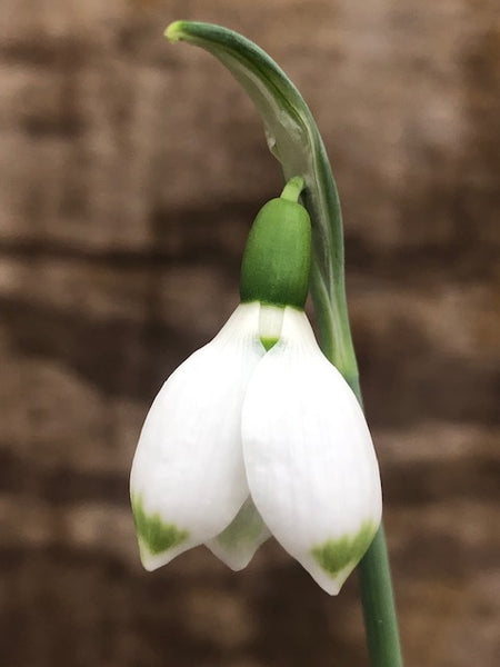 Galanthus elwesii ‘Sweet Alice’