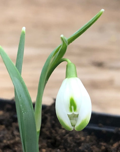 Galanthus ‘Fuzzy Wuzzy’