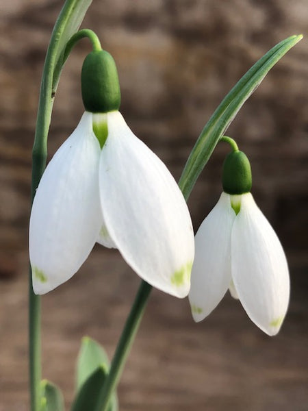 Galanthus ‘Wessex Advent Greentip’