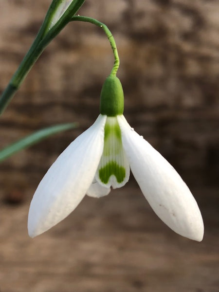 Galanthus ‘Fishface’