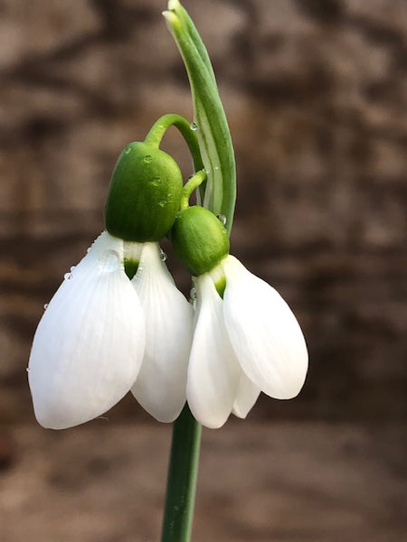 Galanthus ‘Walberswick Gemini'
