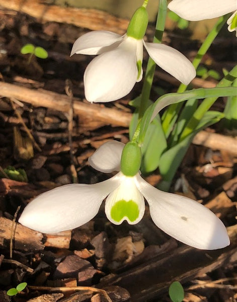 Galanthus elwesii Hiemalis ‘Dorothy Foreman’
