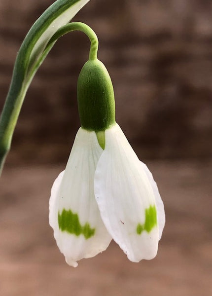 Galanthus 'Essex Girl'