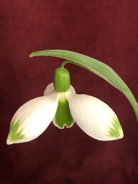 Galanthus 'Mr Taylor'