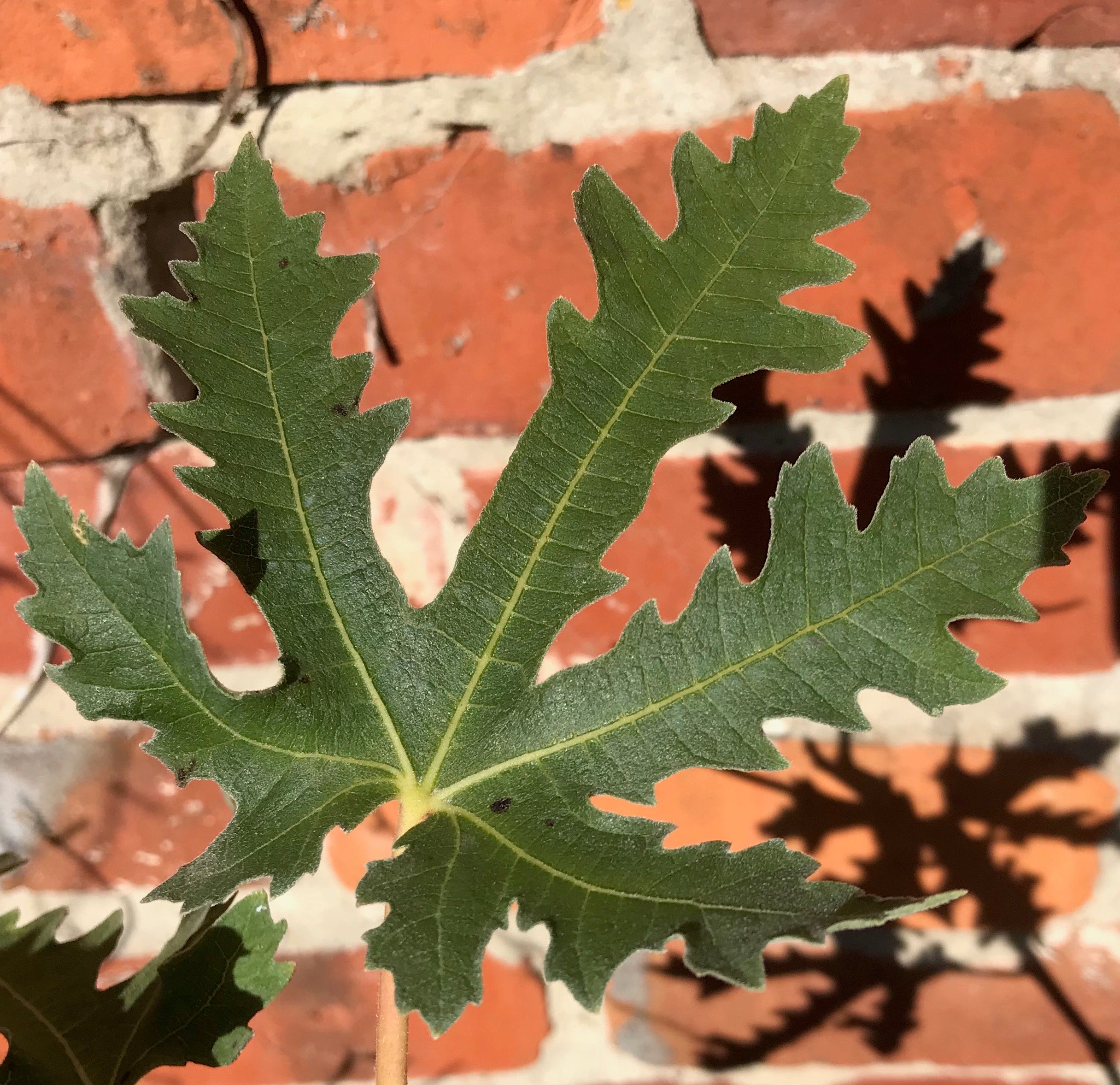 Ficus carica ‘Ice Crystal’