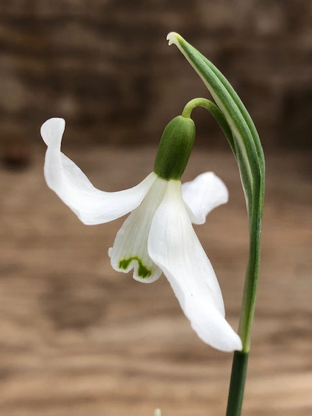 Galanthus nivalis ‘Egret'