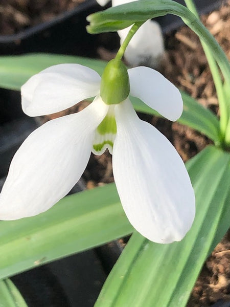 Galanthus plicatus ‘Eric Fisher'