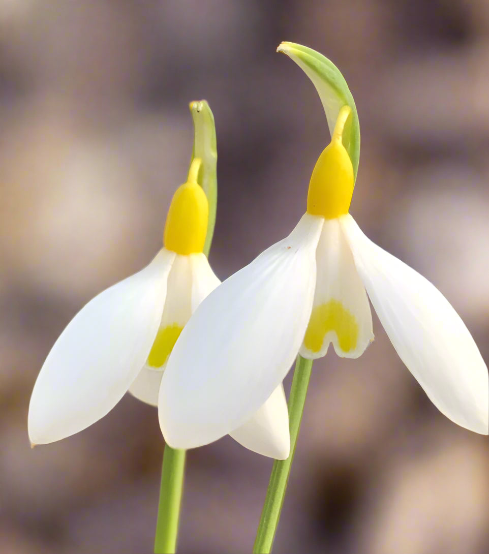 Galanthus ‘Dryad Gold Bullion’
