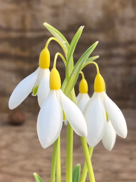 Galanthus 'Dick's Early Yellow'