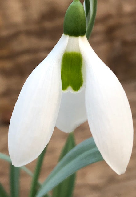 Galanthus ‘Margaret Owen’