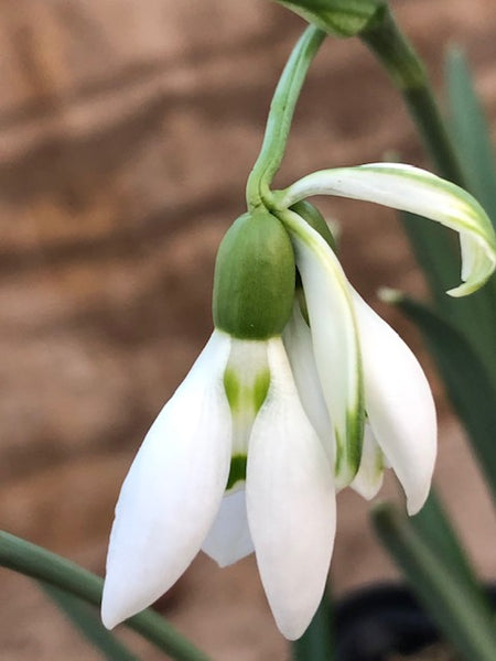 Galanthus 'Cockapoo'